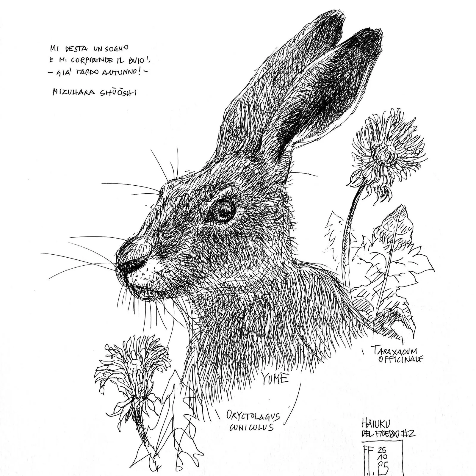rabbit