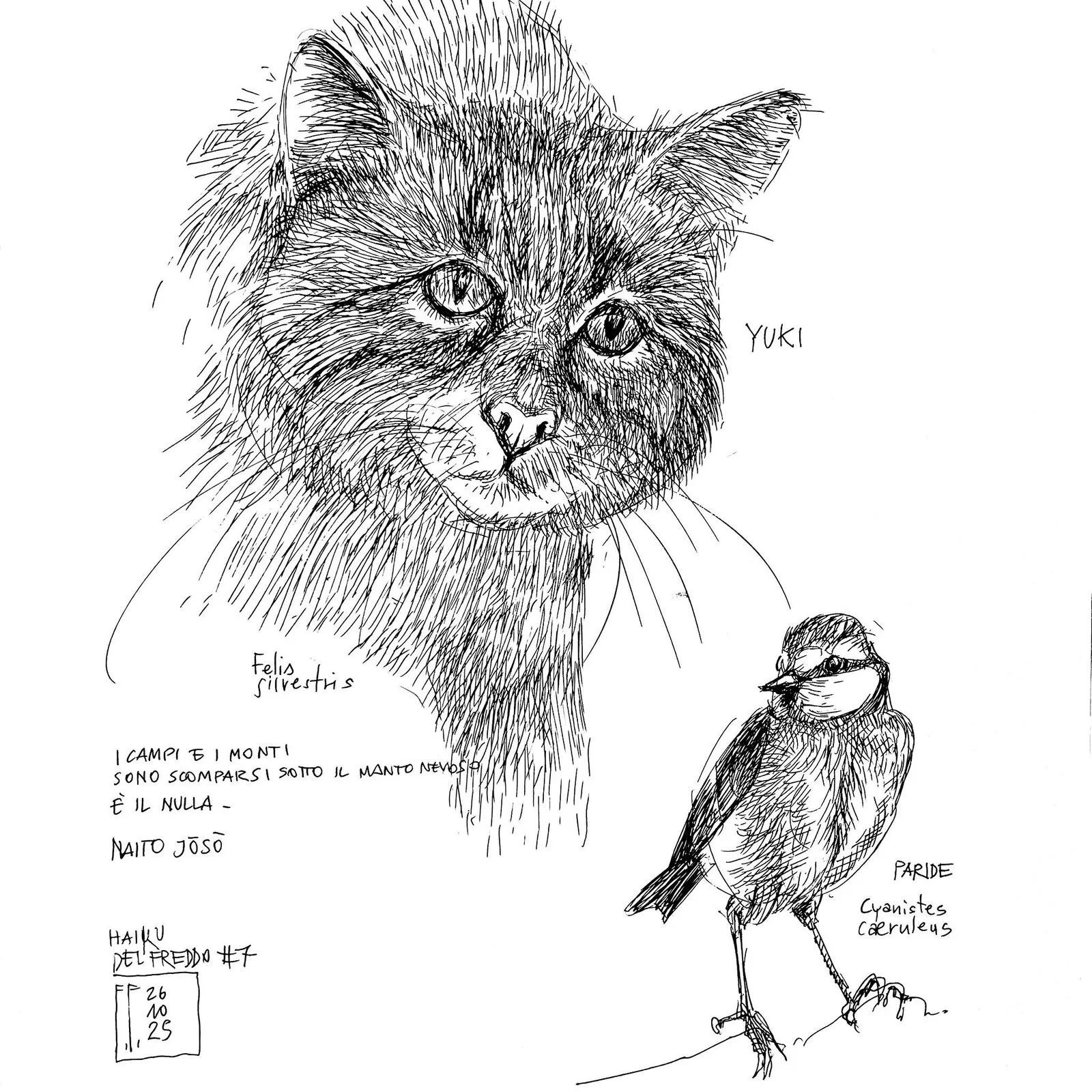 cat