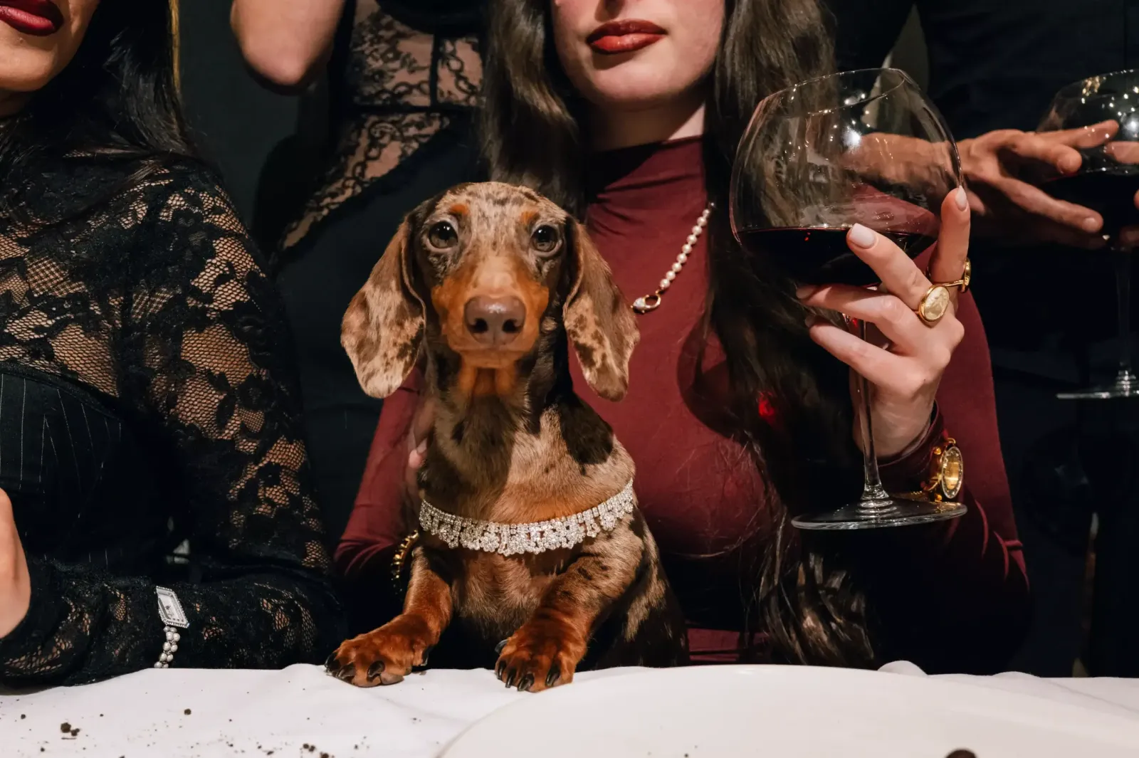 Animali ammessi